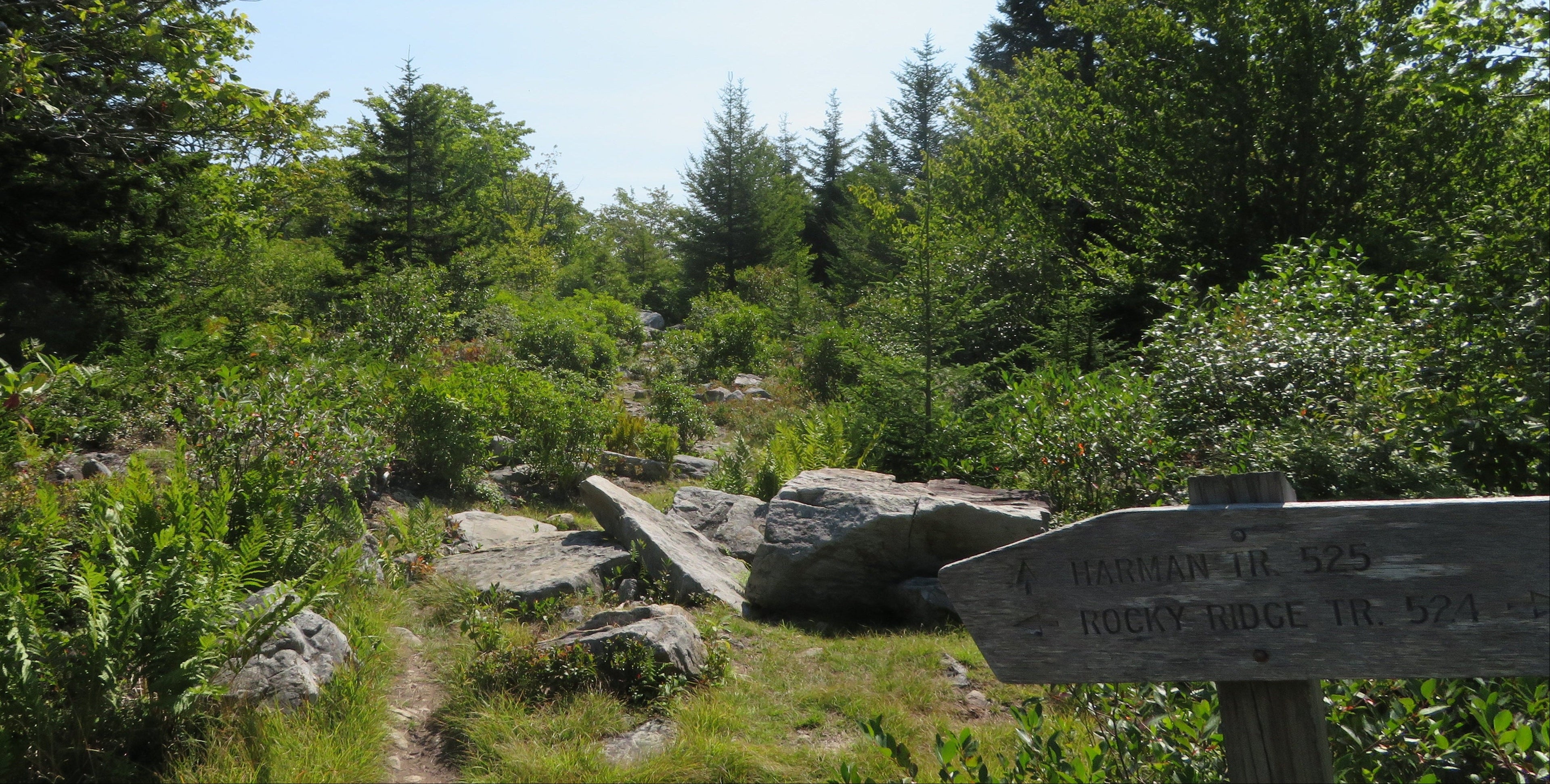 Trail through a forest with a wooden sign marking a crossroads